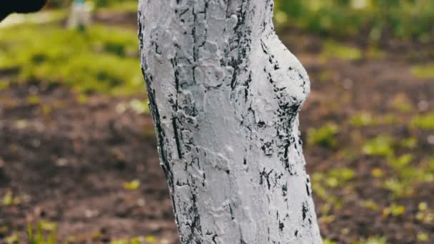 Whitewash árvores na primavera. Mulher jardineiro cuida das árvores no jardim — Vídeo de Stock