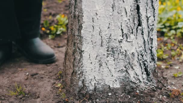 Alberi di calce in primavera.Giardiniere donna si prende cura degli alberi in giardino — Video Stock