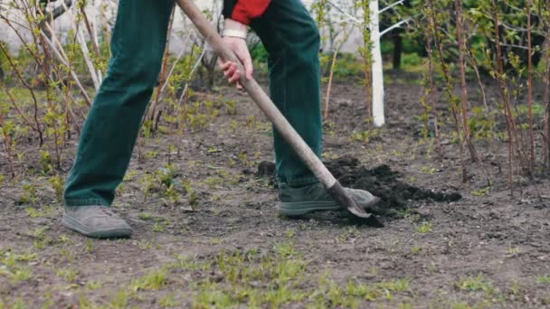 Человек в саду с лопатой копает яму в земле — стоковое видео