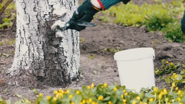 Whitewash bomen in de lente seizoen — Stockvideo