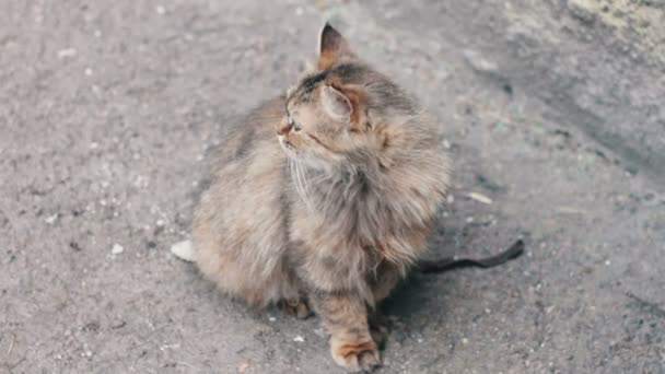 Grand chat gris sans abri 