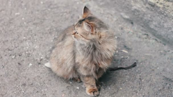 Große obdachlose graue Katze — Stockvideo