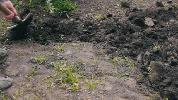 Ο άνθρωπος στον κήπο με ένα φτυάρι σκάψιμο μιας τρύπας στο έδαφος — Αρχείο Βίντεο