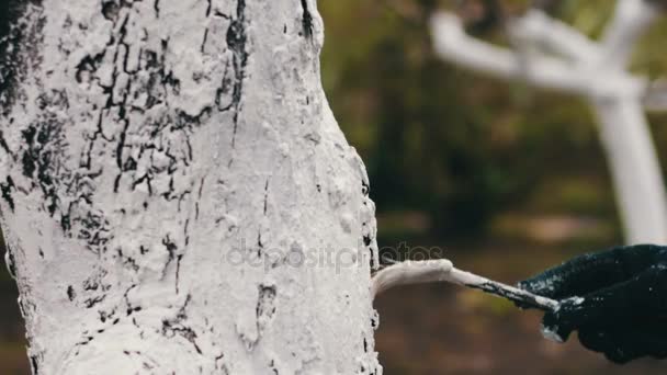 Whitewash bomen in de lente seizoen — Stockvideo