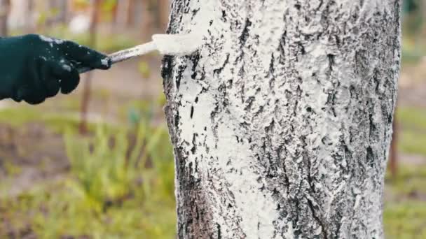 Los árboles del whitewash en primavera.Mujer del jardinero cuida de los árboles en el jardín — Vídeos de Stock