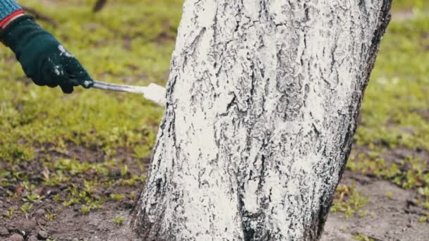 Whitewash bomen in de lente seizoen — Stockvideo