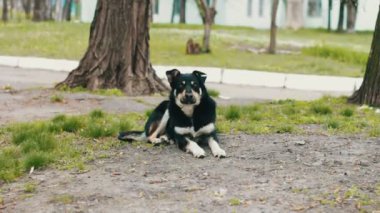 Şehir Parkı, evsiz, vahşi oyun üzerinde siyah sokak köpeği sit