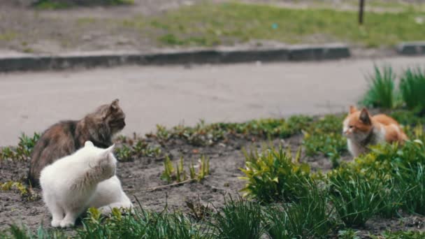 Gatos sem-teto antes na grama — Vídeo de Stock