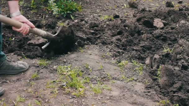 Der Mann im Garten mit einer Schaufel, die ein Loch in den Boden gräbt — Stockvideo