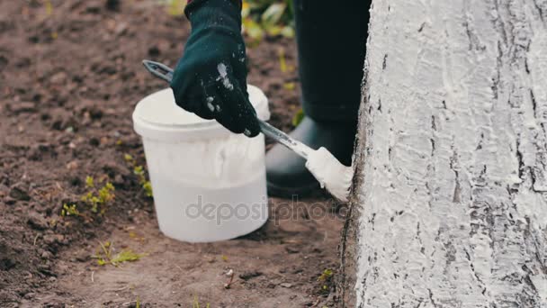 Whitewash bomen in de lente seizoen — Stockvideo