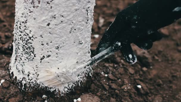 Whitewash bomen in de lente seizoen — Stockvideo