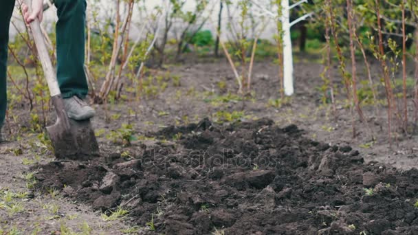 Pria di taman dengan sekop menggali lubang di tanah — Stok Video