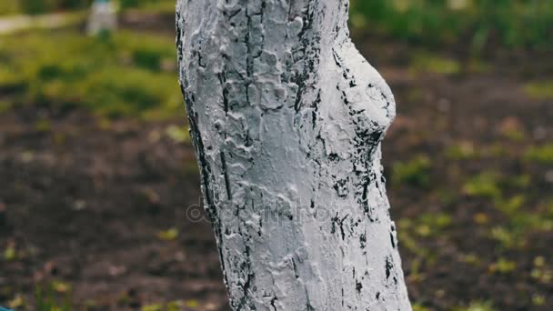 Pohon whitewash di musim semi — Stok Video