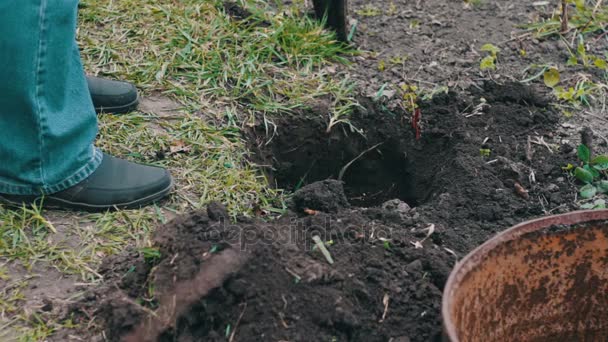 Un hombre está plantando un árbol en un jardín — Vídeos de Stock