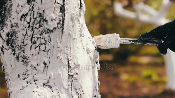 Encalado de árboles en primavera — Vídeos de Stock