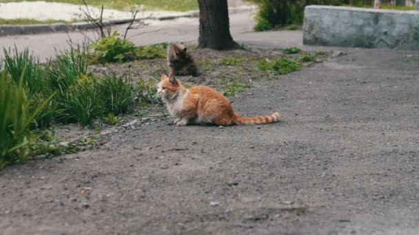 Gatos sin hogar antes en hierba — Vídeo de stock