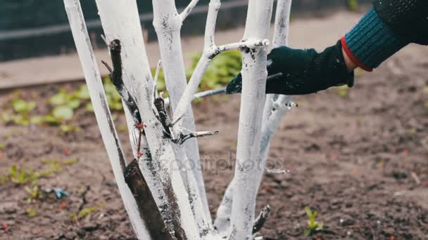 Encalado de árboles en primavera — Vídeo de stock