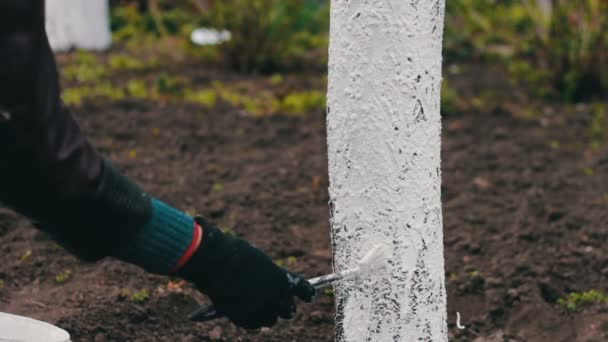 Encalado de árboles en primavera — Vídeo de stock