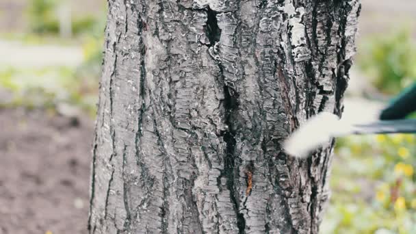 Whitewash trees in spring season — Stock Video