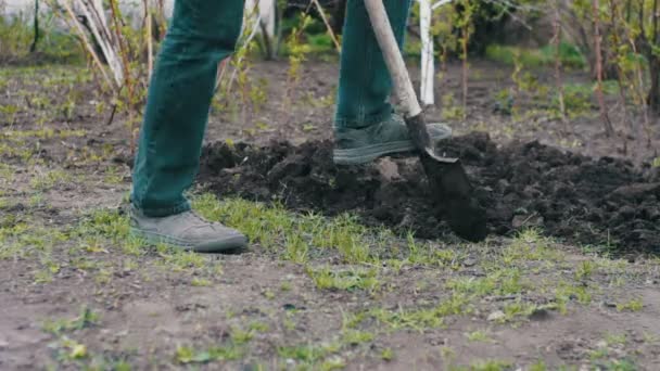 El hombre en el jardín con una pala cavando un agujero en el suelo — Vídeos de Stock