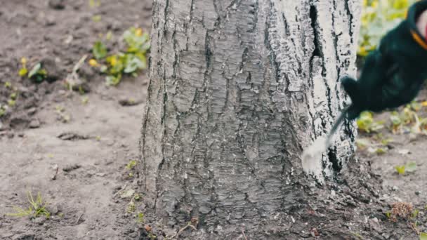 Whitewash árvores na primavera. Mulher jardineiro cuida das árvores no jardim — Vídeo de Stock