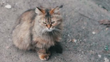Büyük evsiz Gri kedi
