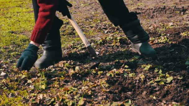 Женщина работает в саду чистая трава с земли со шваброй мотыги — стоковое видео