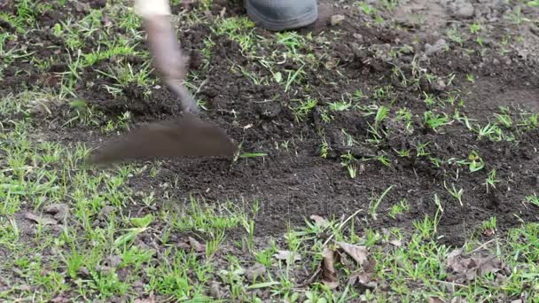 Een vrouw werkt in de tuin schoon gras uit de grond met een mop van schoffel — Stockvideo