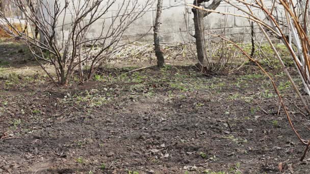 Een vrouw werkt in de tuin schoon gras uit de grond met een mop van schoffel — Stockvideo