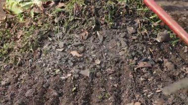 kadın geçen yıl kuru yaprakları bahçeden tırmıkla temizler.