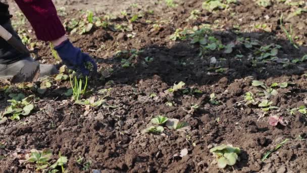 Una mujer trabaja en el jardín quitando la hierba del suelo con una fregona de azada — Vídeos de Stock