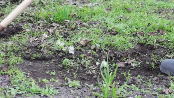 Una mujer trabaja en el jardín quitando la hierba del suelo con una fregona de azada — Vídeos de Stock