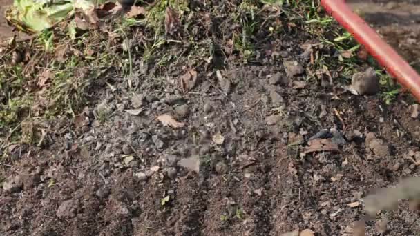 femme nettoie le jardin des dernières années feuilles sèches avec râteau 