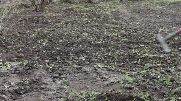 Mujer limpia el jardín de los últimos años hojas secas con rastrillo — Vídeos de Stock