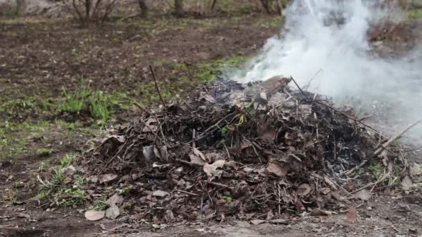 Quema de hojas secas con humo. Contaminación ambiental — Vídeo de stock