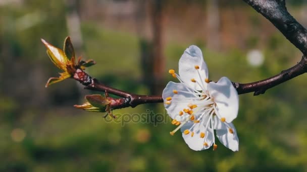 Vita blommande blommor på apple trädgren blåser i vinden — Stockvideo