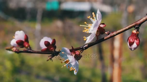 Weiße blühende Blumen auf Apfelbaumzweigen, die im Wind wehen — Stockvideo