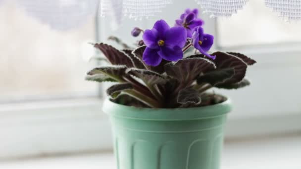 Hermosa flor de violeta púrpura en el alféizar de la ventana del hogar — Vídeos de Stock