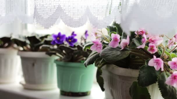 Fleurs sur un rebord de fenêtre de la maison dans des pots ils sont roses et violets qui sont douchés avec un arrosoir — Video