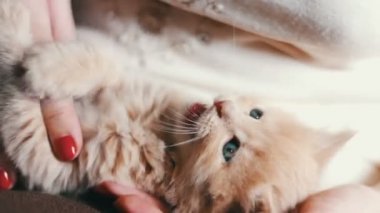 Küçük kabarık kırmızı kırmızı çivi ile metresi elinde yalan kedicik ve onu ısırmak ve tırmalamakkonusunda oynanır