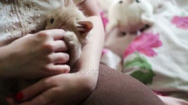 Küçük kabarık kırmızı kırmızı çivi ile metresi elinde yalan kedicik ve onu ısırmak ve tırmalamakkonusunda oynanır