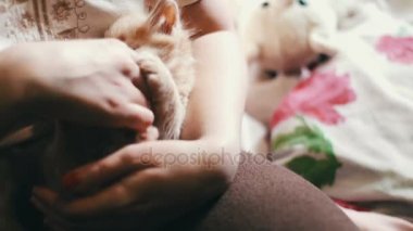 Küçük kabarık kırmızı kırmızı çivi ile metresi elinde yalan kedicik ve onu ısırmak ve tırmalamakkonusunda oynanır