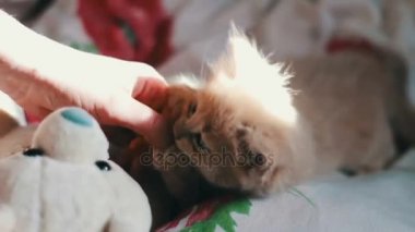 Küçük bir kabarık kırmızı yavru kedi yatağa çalış