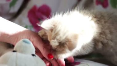 Küçük bir kabarık kırmızı yavru kedi yatağa çalış