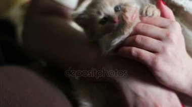 Küçük kabarık kırmızı kırmızı çivi ile metresi elinde yalan kedicik ve onu ısırmak ve tırmalamakkonusunda oynanır