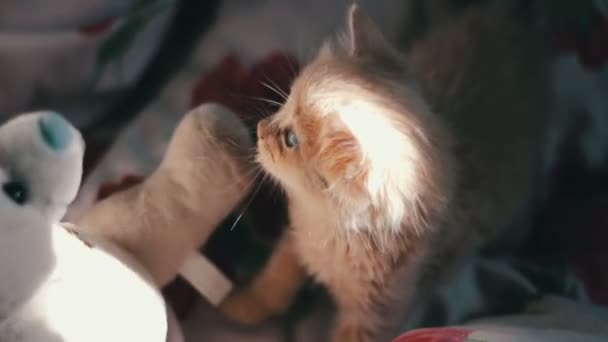 Un petit chaton rouge moelleux joue sur le lit 