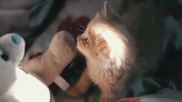 A small fluffy red kitten plays on bed — Stock Video