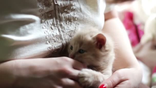 Kleines flauschiges rotes Kätzchen liegt mit roten Nägeln in den Händen der Herrin und wird durch Beißen und Kratzen gespielt — Stockvideo