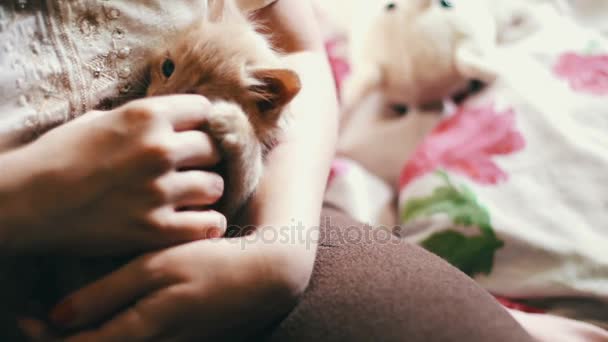 Pequeno gatinho vermelho fofo encontra-se nas mãos da amante com unhas vermelhas e é jogado mordendo-a e coçando — Vídeo de Stock