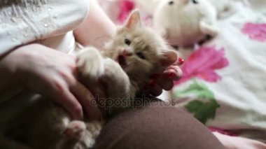 Küçük kabarık kırmızı kırmızı çivi ile metresi elinde yalan kedicik ve onu ısırmak ve tırmalamakkonusunda oynanır